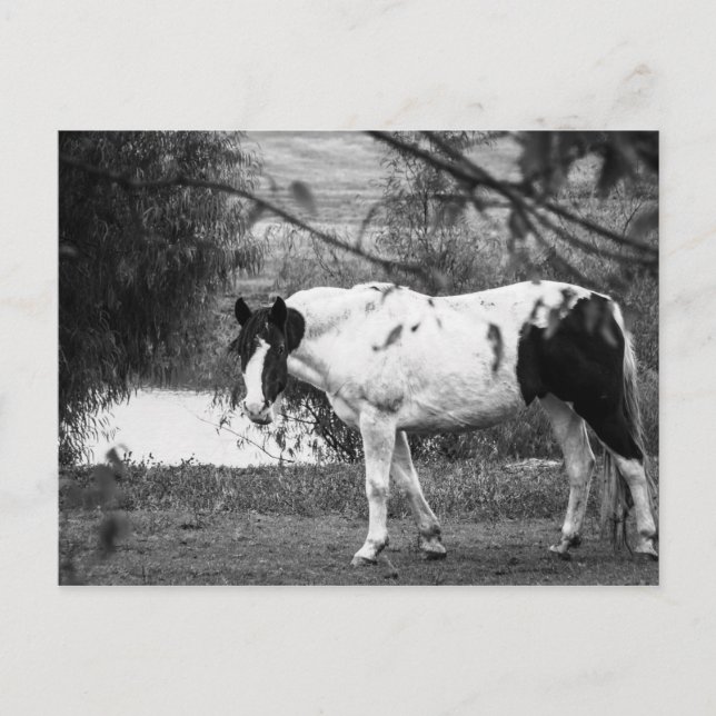 Paint Horse Vykort (Framsida)