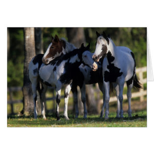 Paint Horses Hälsningskort