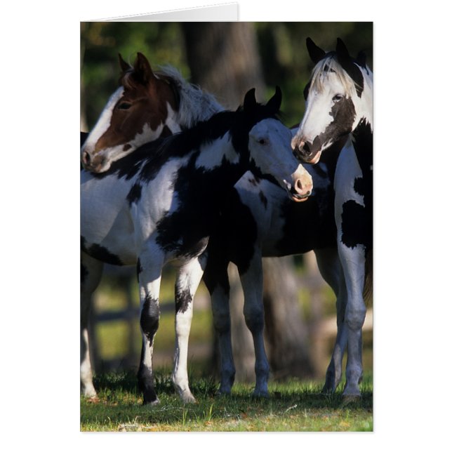 Paint Horses Hälsningskort (Framsidan)