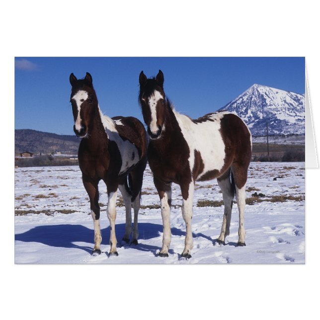 Paint Horses i Snö Hälsningskort (Framsidan Horizontal)