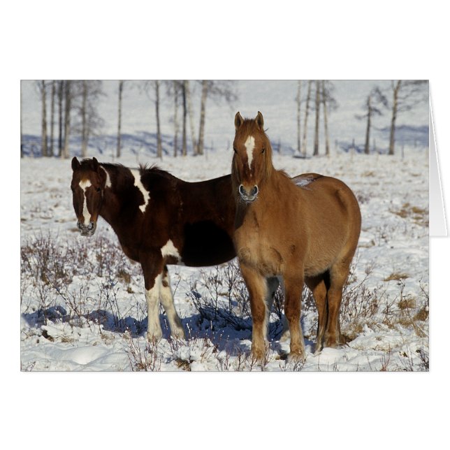 Paint Horses i Snö Hälsningskort (Framsidan Horizontal)