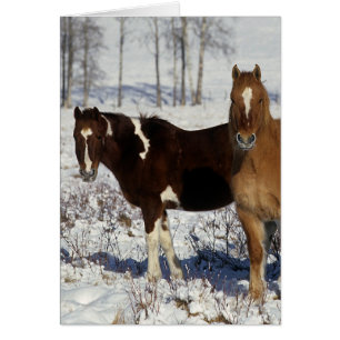Paint Horses i Snö Hälsningskort