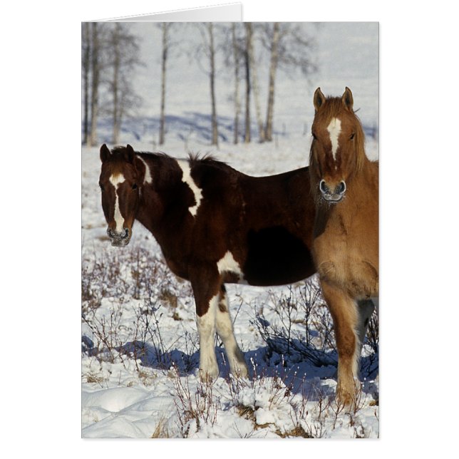 Paint Horses i Snö Hälsningskort (Framsidan)