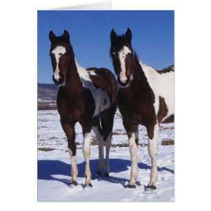 Paint Horses i Snö Hälsningskort