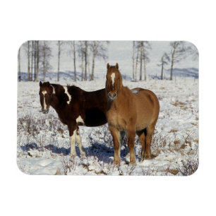 Paint Horses i Snö Magnet