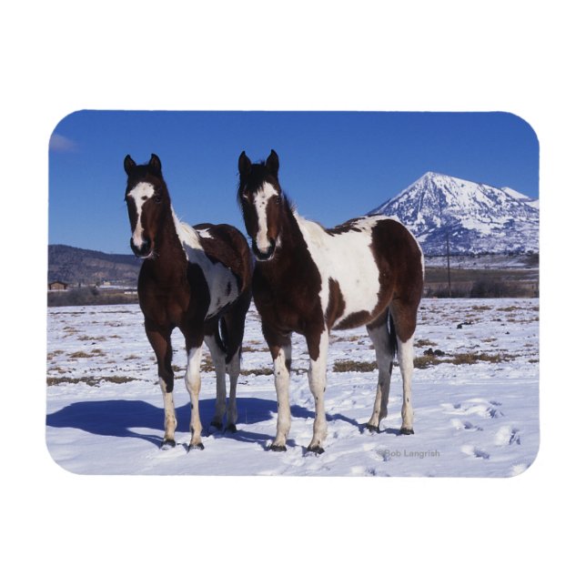 Paint Horses i Snö Magnet (Horisontell)