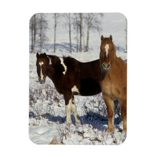 Paint Horses i Snö Magnet