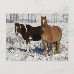 Paint Horses i Snö Vykort