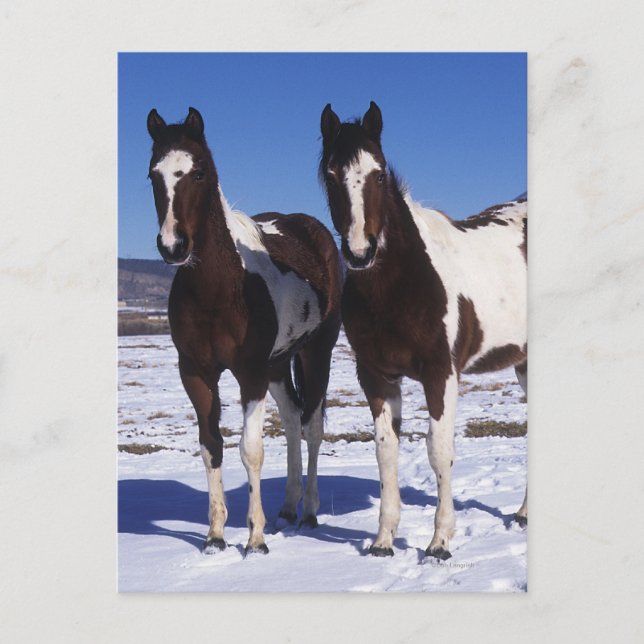 Paint Horses i Snö Vykort (Framsida)