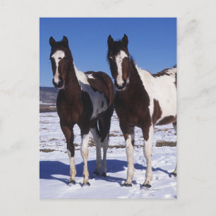 Paint Horses i Snö Vykort