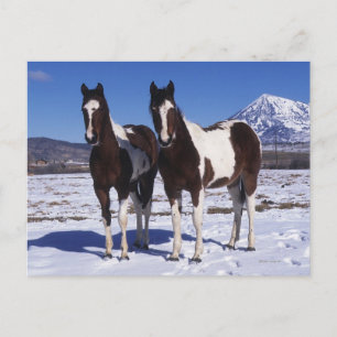 Paint Horses i Snö Vykort