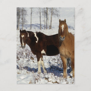 Paint Horses i Snö Vykort