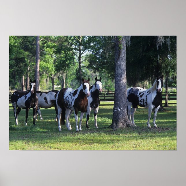 Paint Horses i Träd Poster (Framsidan)