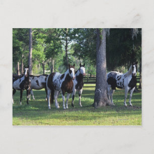 Paint Horses i Träd Vykort