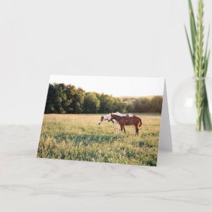 Paint Horses in Pasture Kort