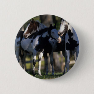 Paint Horses Knapp
