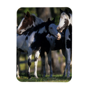 Paint Horses Magnet