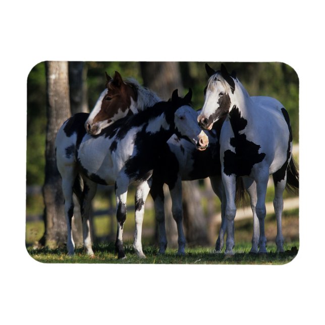 Paint Horses Magnet (Horisontell)