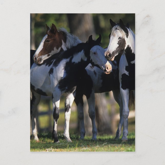 Paint Horses Vykort (Framsida)