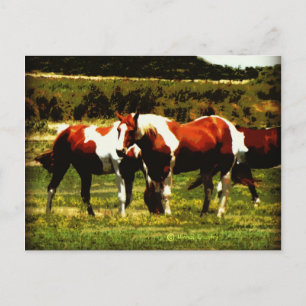 Paint Horses Vykort
