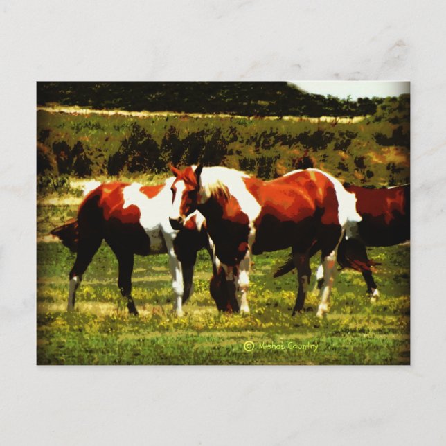Paint Horses Vykort (Framsida)