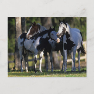 Paint Horses Vykort