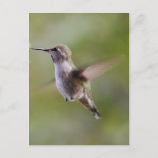 Paint Hummingbird Bird Postcard Vykort