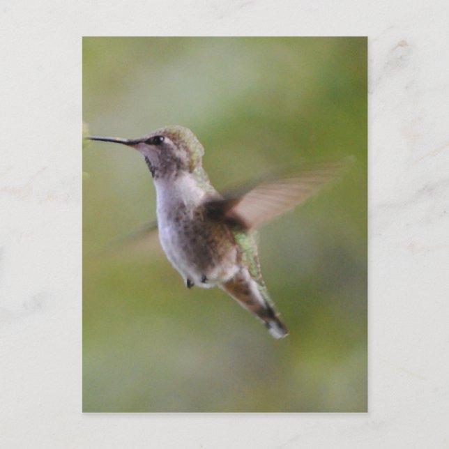 Paint Hummingbird Bird Postcard Vykort (Framsida)