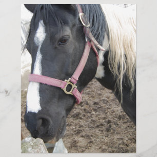 Paint Pinto Horse