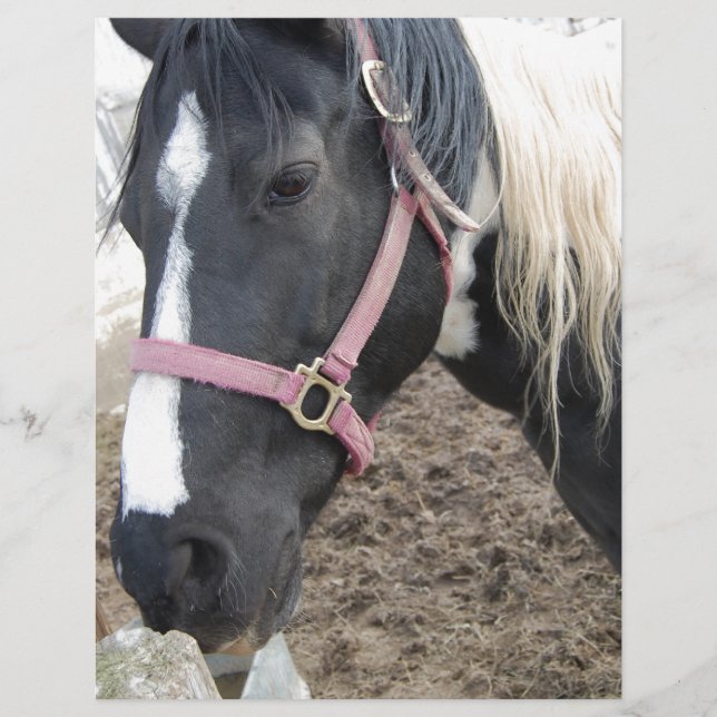 Paint Pinto Horse (Framsida)