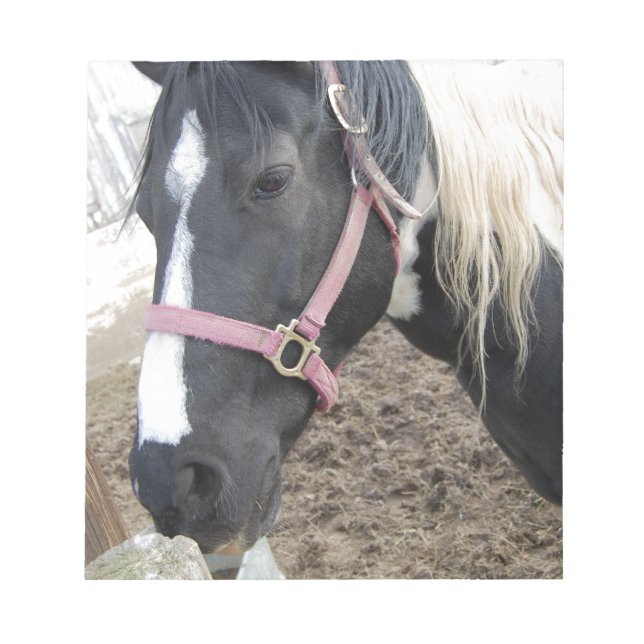 Paint Pinto Horse Anteckningsblock (Framsida)