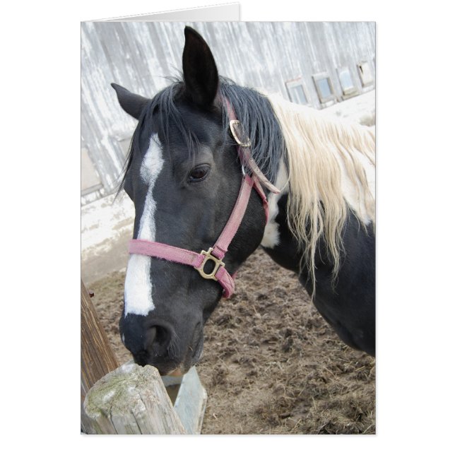 Paint Pinto Horse Hälsningskort (Framsidan)