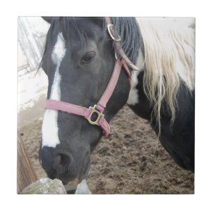 Paint Pinto Horse Kakelplatta