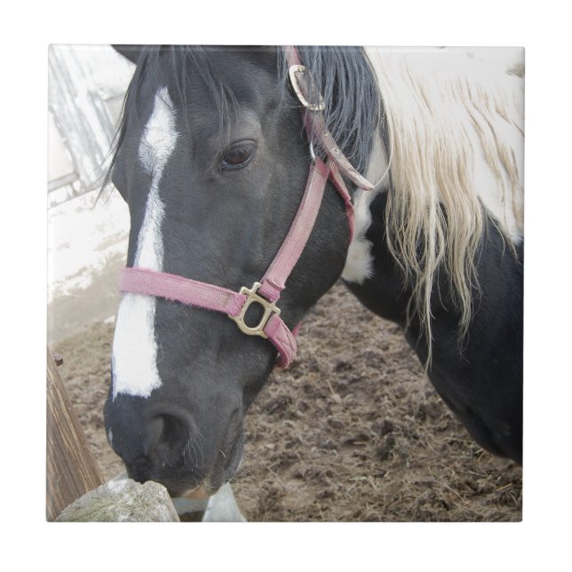 Paint Pinto Horse Kakelplatta (Framsidan)