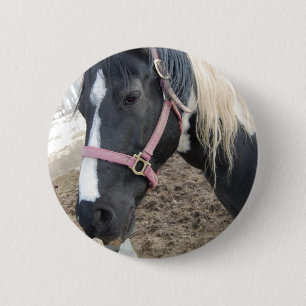 Paint Pinto Horse Knapp