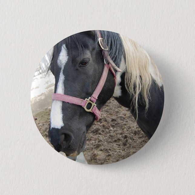 Paint Pinto Horse Knapp (Framsida)