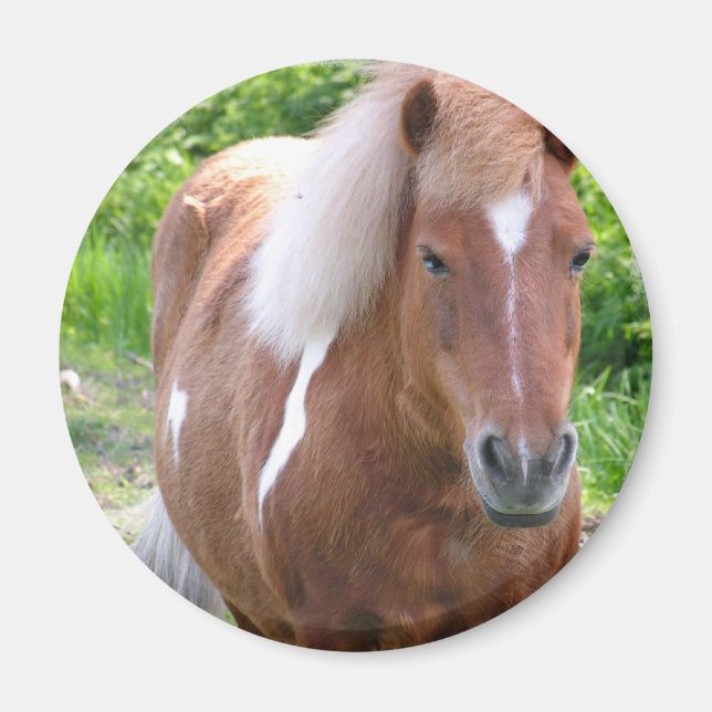 Paint Quarterhorse Magnet (Framsidan)