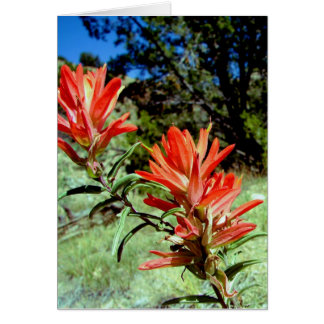 paintbrush OBS kort