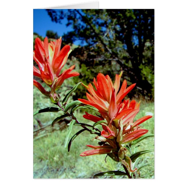 paintbrush OBS kort (Framsidan)
