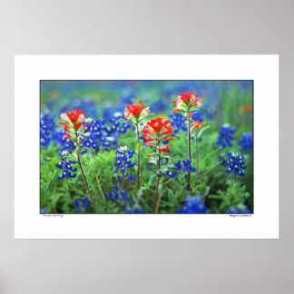 Paintbrush och Bluebonnets - Texas Poster