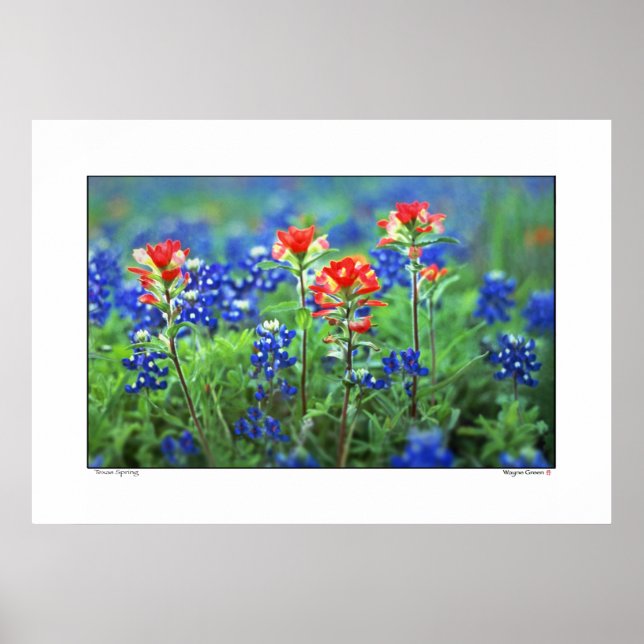 Paintbrush och Bluebonnets - Texas Poster (Framsidan)