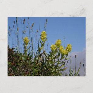 Paintbrush, Unalaska Island Vykort