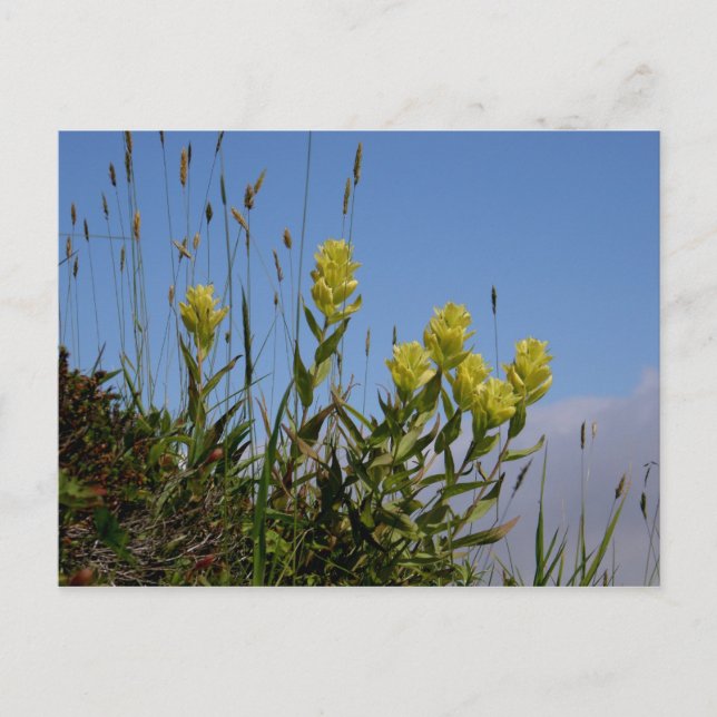 Paintbrush, Unalaska Island Vykort (Framsida)