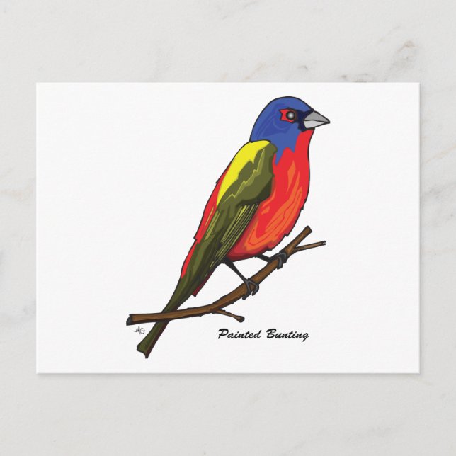 PAINTED BUNTING VYKORT (Framsida)