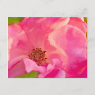 Painterly Abstrakt Rosa Blockout Ro Vykort