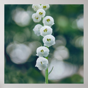 Painterly Soft Lilly of the Valley Flowers Poster