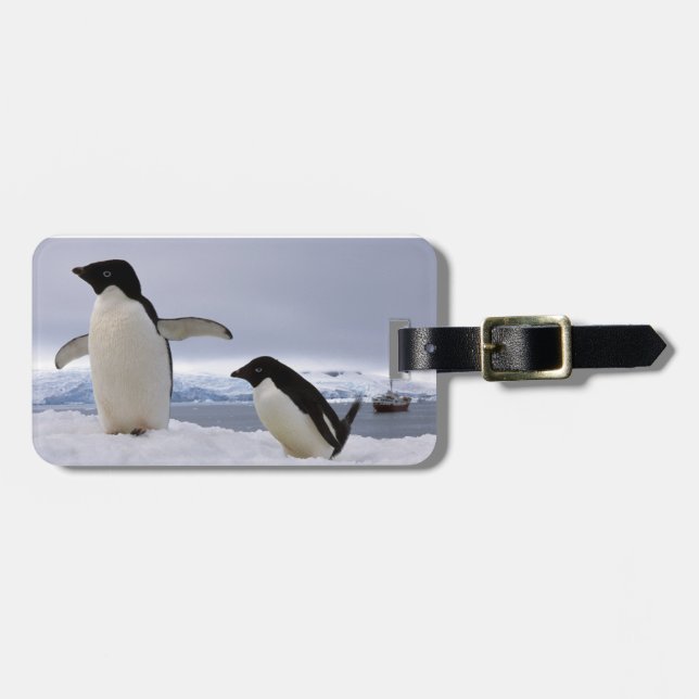 Pair Adelie penguins Antarctica Bagagebricka (Horisontell Framsida)