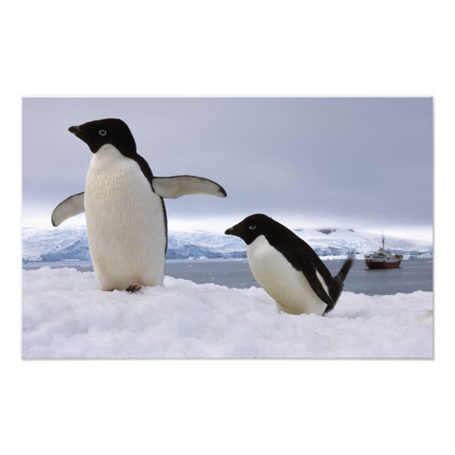 Pair Adelie penguins Antarctica Fototryck (Framsidan)