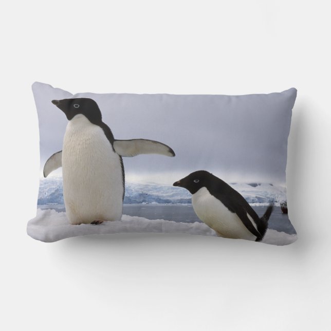 Pair Adelie penguins Antarctica Lumbarkudde (Framsida)