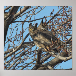 PAIR AV UNDERBART HORNED UGGLA 2 (Bubo virginianus Poster